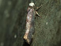 Rufous-tipped Swammerdamia Moth